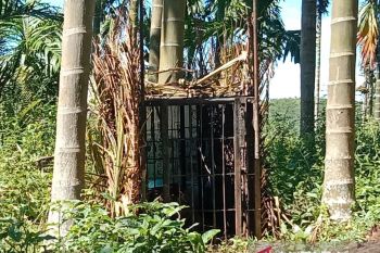 Seekor harimau sumatra masuk kandang jebak BKSDA di Pasaman (Video)