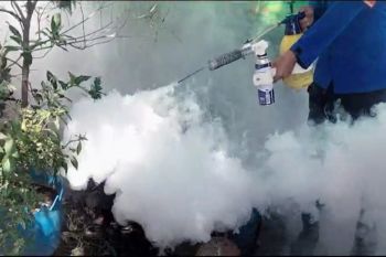 Dinkes Pesisir Barat imbau warga waspada DBD saat puncak musim hujan