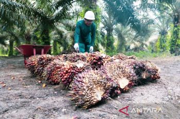 Harga sawit Provinsi Riau naik Rp36,59/Kg
