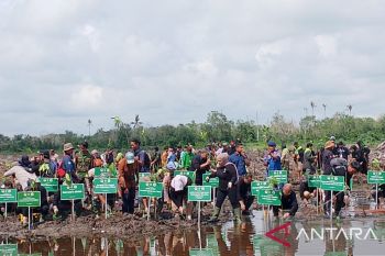 BRGM tanam bibit di Kaltim  percepat rehabilitasi mangrove