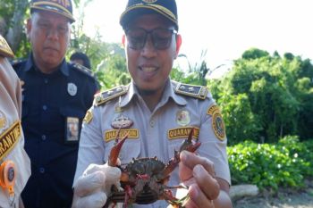 Karantina Sulbar gagalkan pengiriman kepiting bakau dari Kalimantan