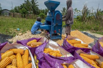 Pemkab Parigi terus prioritaskan pengembangan jagung