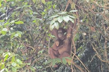 Dua orang utan lahir di Kalbar harapan upaya pelestarian