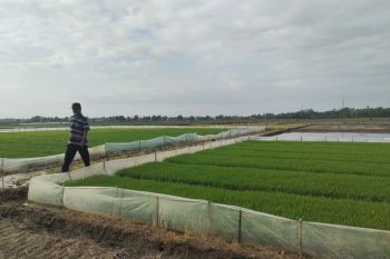 Pemprov Lampung minta kabupaten/kota antisipasi gangguan tanam di musim hujan