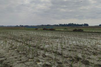 BPBD petakan sawah di Lampung berisiko terdampak banjir