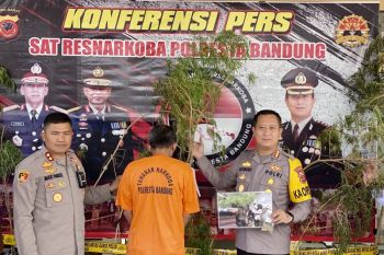 Polisi ringkus pria penananam 20 pohon ganja di Majalaya