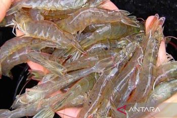 Masyarakat Ngapae Butur panen udang vaname perdana