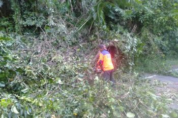 Pohon tumbang dan atap rumah roboh akibat angin kencang di Sabang