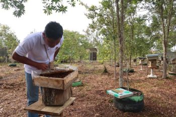Reaping sweet returns with kelulut honey in the heart of Borneo