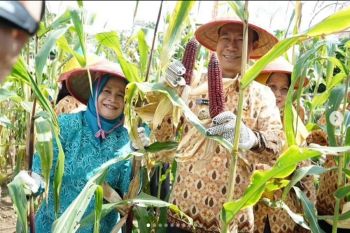Pj Wali Kota Prabumulih pimpin panen raya jagung batik