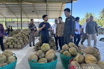 Balai Karantina kunjungi kebun dan rumah kemas durian di Parimo