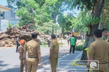 Wali Kota Mataram pantau evakuasi pohon tumbang