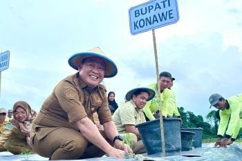 Pemda Konawe tanam cabai secara serentak untuk cegah inflasi