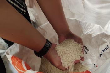 KPPU awasi peningkatan harga gabah di Lampung lebihi harga acuan