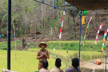 Petani di Gunungkidul mulai masuki masa panen raya padi