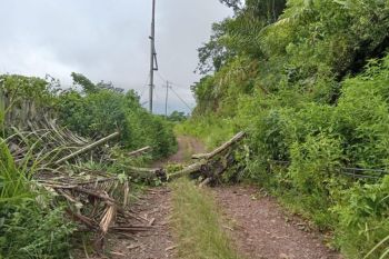 Pohon tumbang timpa tiang listrik di Kecamatan Sano Nggoang, Mabar