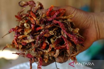 Cabai membusuk akibat terserang hama