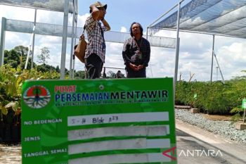 Govt preparing 2.5 mln free tree seeds for Nusantara residents