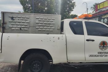 BKSDA tambah jebakan optimalkan evakuasi harimau di Lampung Barat