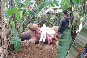 BKSDA: Gajah sumatra ditemukan mati tersengat listrik di Pidie Jaya