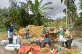559 hektar lahan pertanian di Tanjabtim gagal panen akibat banjir