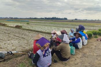 Lampung dapat alokasi pupuk subsidi urea 204 ribu ton