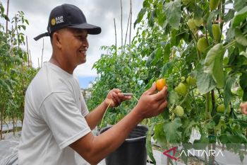 Kelompok tani Sekar Rahayu cegah inflasi melalui produksi sayur