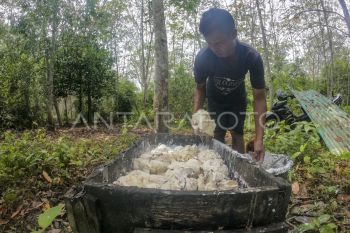 Harga getah karet naik