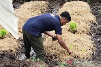 Pemkab Aceh Barat tingkatkan sosialisasi cegah alih fungsi lahan