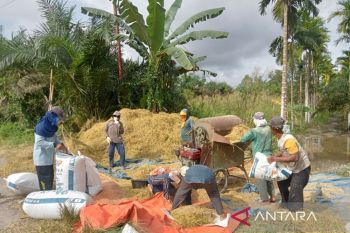 559 hektare lahan pertanian Tanjabtim gagal panen akibat banjir