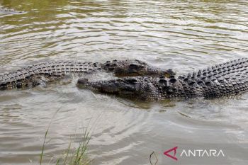Buaya Australia masuk ke perairan NTT &amp; berkonflik dengan manusia