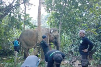 Gajah sumatra liar ditemukan terluka di Aceh Timur