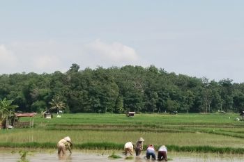 Irigasi sawah PLTS CSR Bukit Asam di Muara Enim tingkatkan produktifitas petani