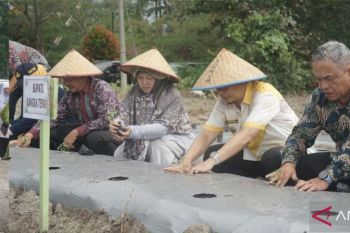 Satu juta bibit cabai merah siap dibagikan ke kelompok tani di Bangka Tengah