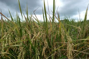 Produksi padi petani Sulut 2023  capai 238,19 ribu ton GKG