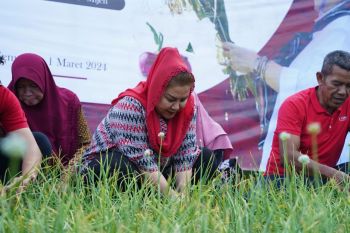 Pemkot Semarang dorong budi daya bawang merah varietas Bima