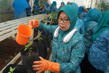 TP PKK Muara Enim  tanam cabai serentak
