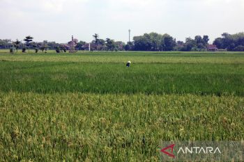 Produksi gabah Kabupaten Boyolali pada Maret diperkirakan 51.585 ton GKG