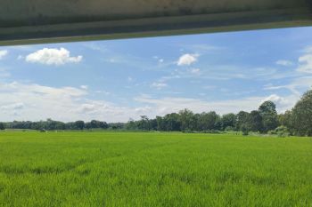 Lahan sawah seluas 29.342 hektare di Lampung terdaftar AUTP pada 2023