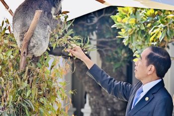 Jokowi interaksi dengan koaladi sela makan siang di Government House