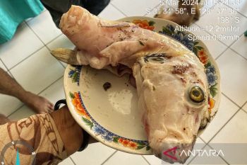 Keracunan ikan buntal, polisi sebut tiga warga tewas