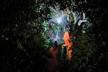 Bahayakan warga, BPBD Metro evakuasi sarang tawon