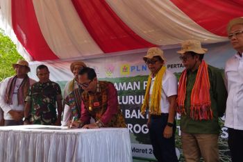 NTT rehabilitasi mangrove lewat pembangunan wilayah terpadu
