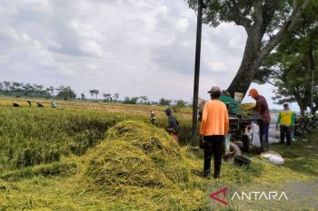 Kabupaten Sragen mulai panen raya padi