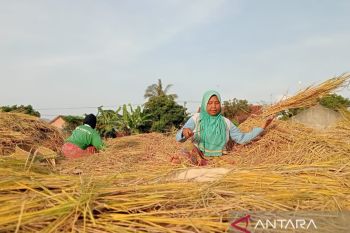 Panen raya, Masyarakat NTB diminta tidak panik dengan harga beras naik