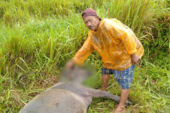 Seekor kerbau warga Tantaman Agam mati dimangsa harimau