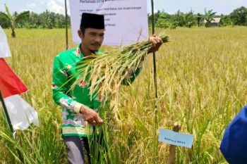 Menengok syukuran panen padi di desa terluar Riau