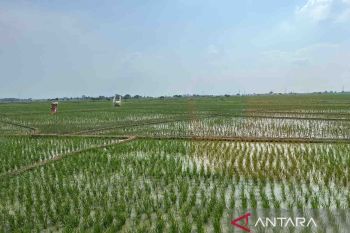 Menteri Amran ingatkan percepatan tanam tingkatkan produksi pangan