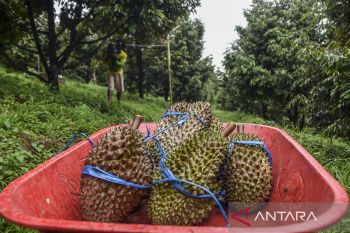 Agro wisata durian jatuhan di Ciamis