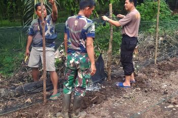 Polres OKU manfaatkan lahan kosong sebagai  media bercocok tanam